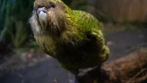 Kakapo makes Small Worlds debut